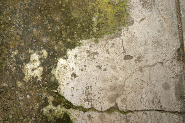 moss on the cement wall