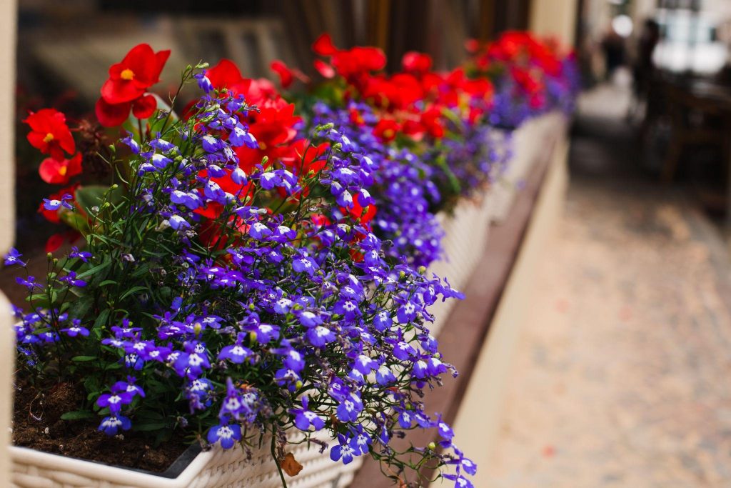 Lubelia violet flowers and red petunias petunias in the flowerbed in the city