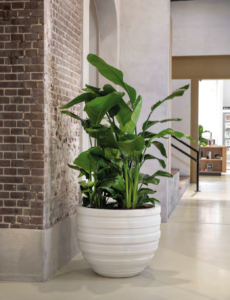 decorative pots and planters